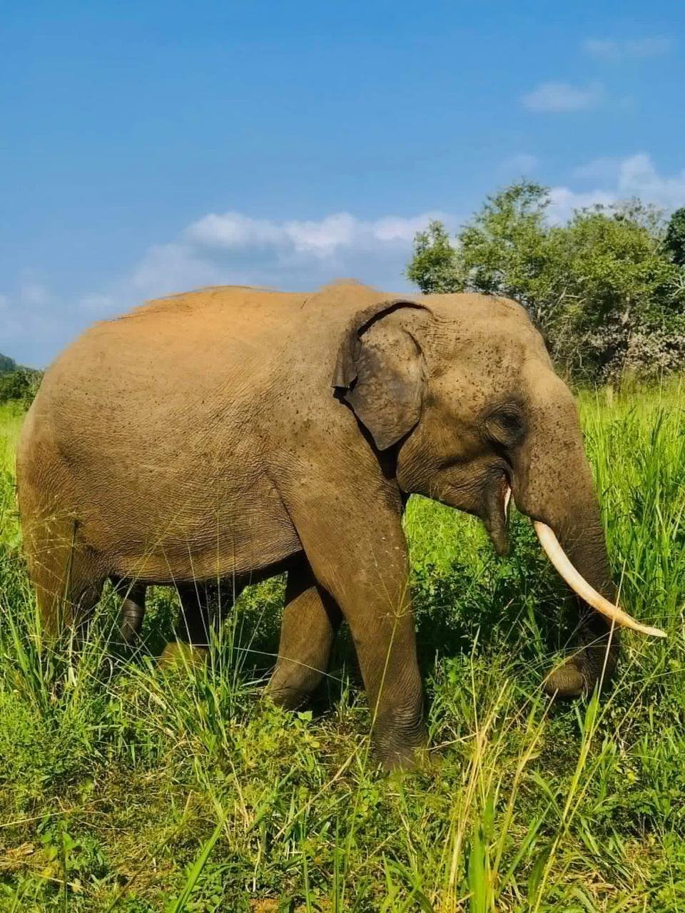 Elephant Gathering